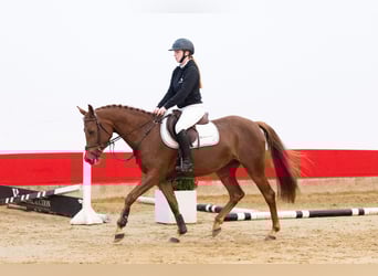 Other Breeds, Mare, 3 years, 14,2 hh, Chestnut