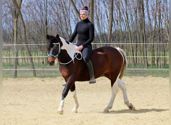 Other Breeds, Mare, 3 years, 14,2 hh, Pinto