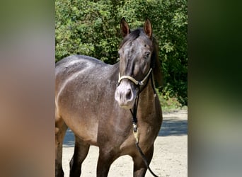 Other Breeds Mix, Mare, 3 years, 15,1 hh, Brown