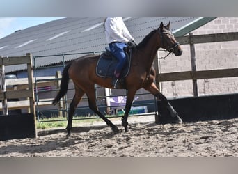 Other Breeds, Mare, 3 years, 15.1 hh, Brown