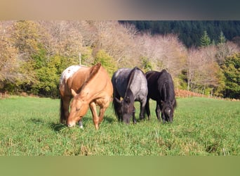 Other Breeds, Mare, 3 years, 15,1 hh, Gray-Blue-Tan