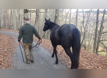 Other Breeds, Mare, 3 years, 15,1 hh, Gray-Blue-Tan