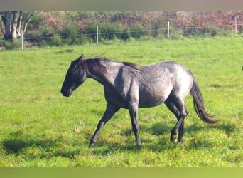 Other Breeds, Mare, 3 years, 15,1 hh, Gray-Blue-Tan