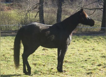 Other Breeds, Mare, 3 years, 15,1 hh, Gray-Blue-Tan