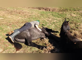 Other Breeds, Mare, 3 years, 15,1 hh, Gray-Blue-Tan