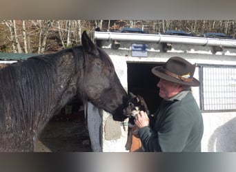 Other Breeds, Mare, 3 years, 15,1 hh, Gray-Blue-Tan