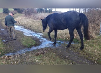 Other Breeds, Mare, 3 years, 15,1 hh, Gray-Blue-Tan