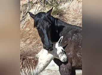 Other Breeds, Mare, 3 years, 15,1 hh, Gray-Blue-Tan