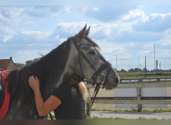 Other Breeds, Mare, 3 years, 15,1 hh, Gray