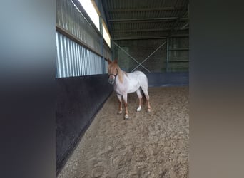 Other Breeds, Mare, 3 years, 15.1 hh, Gray-Red-Tan