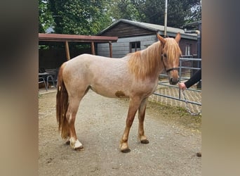 Other Breeds, Mare, 3 years, 15.1 hh, Gray-Red-Tan