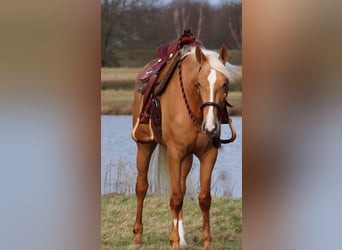 Other Breeds Mix, Mare, 3 years, 15.1 hh, Palomino