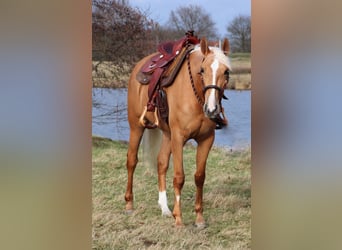 Other Breeds Mix, Mare, 3 years, 15.1 hh, Palomino