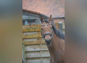 Other Breeds, Mare, 3 years, 15,2 hh, Brown