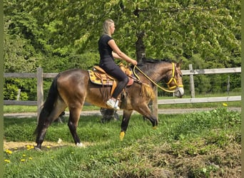 Other Breeds, Mare, 3 years, 15.2 hh, Brown