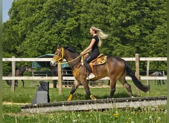 Other Breeds, Mare, 3 years, 15.2 hh, Brown