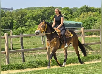 Other Breeds, Mare, 3 years, 15.2 hh, Brown