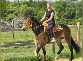 Other Breeds, Mare, 3 years, 15.2 hh, Brown