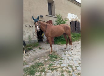 Other Breeds, Mare, 3 years, 15.2 hh, Chestnut-Red