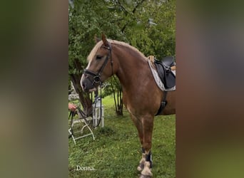 Other Breeds, Mare, 3 years, 15.3 hh, Chestnut