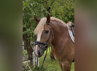 Other Breeds, Mare, 3 years, 15.3 hh, Chestnut