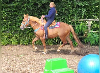 Other Breeds Mix, Mare, 3 years, 15 hh, Chestnut-Red