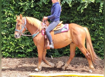 Other Breeds Mix, Mare, 3 years, 15 hh, Chestnut-Red