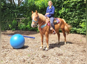 Other Breeds Mix, Mare, 3 years, 15 hh, Chestnut-Red