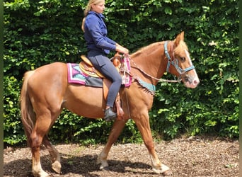 Other Breeds Mix, Mare, 3 years, 15 hh, Chestnut-Red