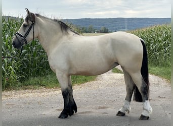 Other Breeds Mix, Mare, 3 years, 15 hh, Dun