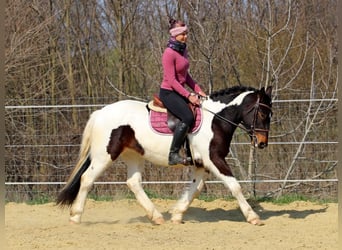 Other Breeds Mix, Mare, 3 years, 15 hh, Pinto