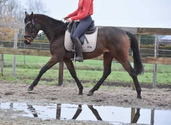 Other Breeds, Mare, 3 years, 15,1 hh, Brown