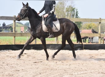 Other Breeds, Mare, 3 years, 15,2 hh, Bay-Dark
