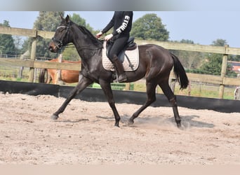 Other Breeds, Mare, 3 years, 15,2 hh, Bay-Dark