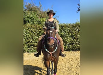 Other Breeds, Mare, 3 years, 15,2 hh, Brown
