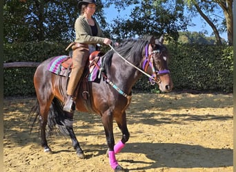Other Breeds, Mare, 3 years, 15,2 hh, Brown