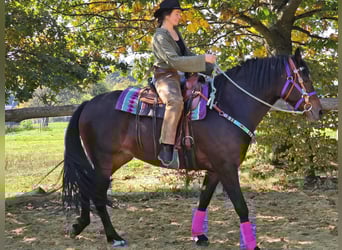 Other Breeds, Mare, 3 years, 15,2 hh, Brown