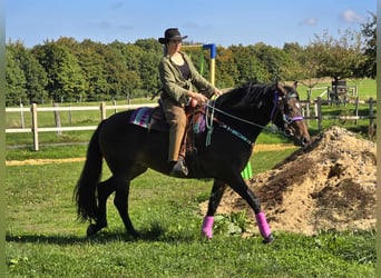 Other Breeds, Mare, 3 years, 15,2 hh, Brown