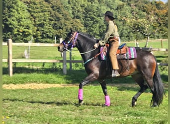Other Breeds, Mare, 3 years, 15,2 hh, Brown