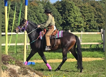 Other Breeds, Mare, 3 years, 15,2 hh, Brown