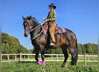 Other Breeds, Mare, 3 years, 15,2 hh, Brown