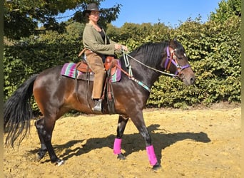 Other Breeds, Mare, 3 years, 15,2 hh, Brown