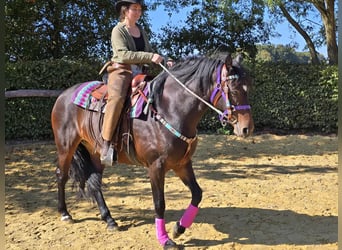 Other Breeds, Mare, 3 years, 15,2 hh, Brown