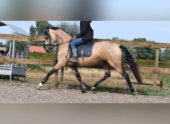 Other Breeds, Mare, 3 years, 15,2 hh, Buckskin