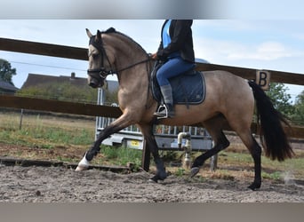 Other Breeds, Mare, 3 years, 15,2 hh, Buckskin