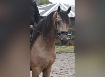 Other Breeds, Mare, 3 years, 15,2 hh, Buckskin