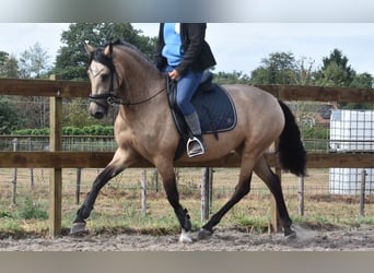 Other Breeds, Mare, 3 years, 15,2 hh, Buckskin