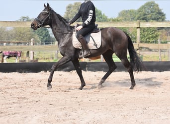 Other Breeds, Mare, 3 years, 15,3 hh, Bay-Dark