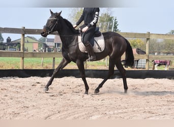 Other Breeds, Mare, 3 years, 15,3 hh, Bay-Dark