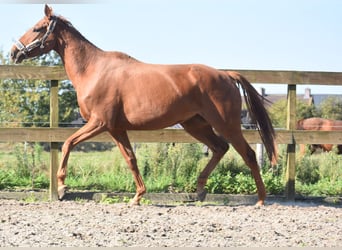 Other Breeds, Mare, 3 years, 16,1 hh, Chestnut-Red